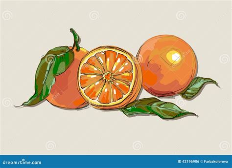 Vector Fresh Ripe Oranges with Leaves. Stock Vector - Illustration of ...