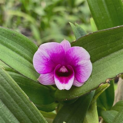 Dendrobium Yaya Victoria (Miniature) Orchid Plants - BS – Orchid-Tree