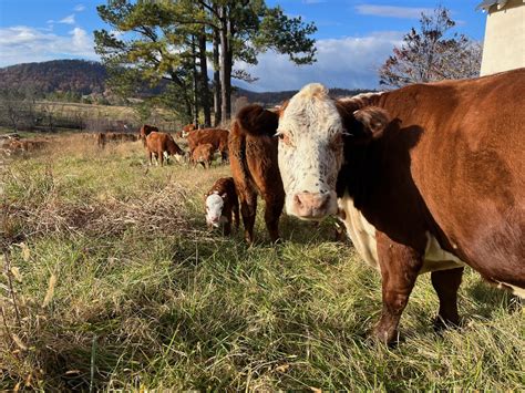 Virginia communities push back against sewage sludge on agricultural land as PFAS concerns grow ...