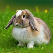 Image result for American Fuzzy Lops Black and White