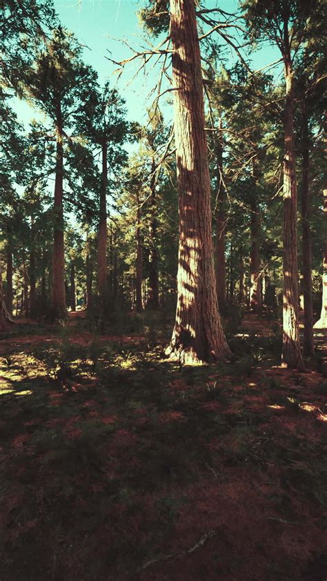 Giant Sequoias Trees or Sierran redwood growing in the forest 47707369 Stock Video at Vecteezy