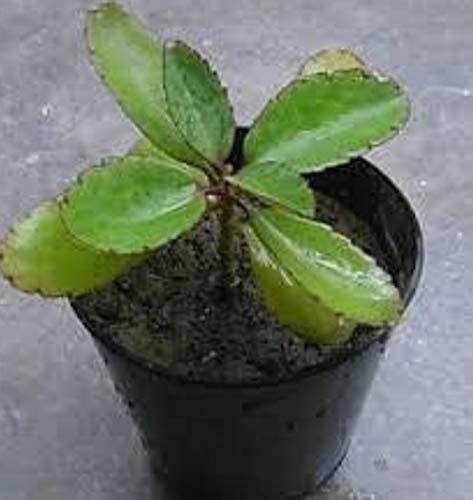 Buy BLUE UNIVERSE Panfuti/Bryophyllum Pinnatum/Miracle Leaf ...