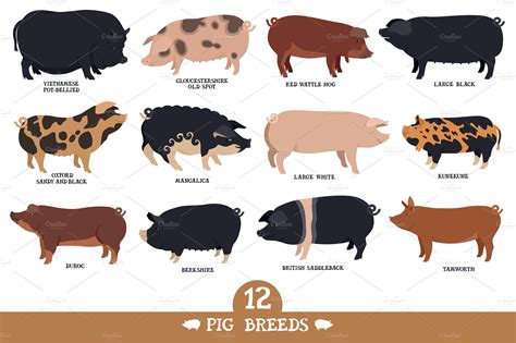 Types Of Pigs