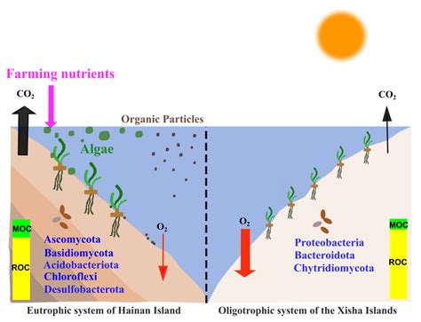 Sediment Carbon Sequestration and Driving Factors in Seagrass Beds from ...