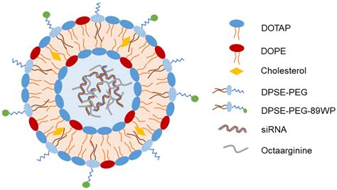 Recent Advances in Intranasal Liposomes for Drug, Gene, and Vaccine ...