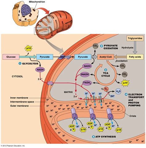 Cellular Respiration – AP Biology