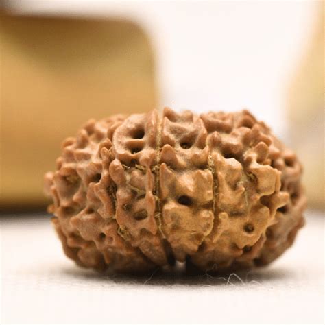 11 Mukhi Nepali Rudraksha - Regular – Adiyogi Rudraksh & Adiyogi Gemstones