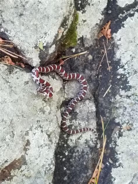 What kind of snake is this? Massachusetts, USA : r/snakes