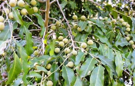 पुत्रजीवक बीज के फायदे और नुकसान – Putrajeevak seeds Benefits in Hindi