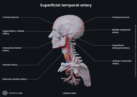 Superficial Temporal Artery