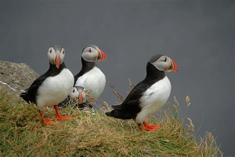 Puffins In Ireland – Where To See Puffins In Ireland
