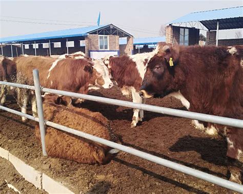 【幸福花开新边疆】小奶牛大产业 隆子县的“养牛大户” _光明网
