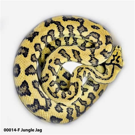Jungle Jag Python 的图像结果