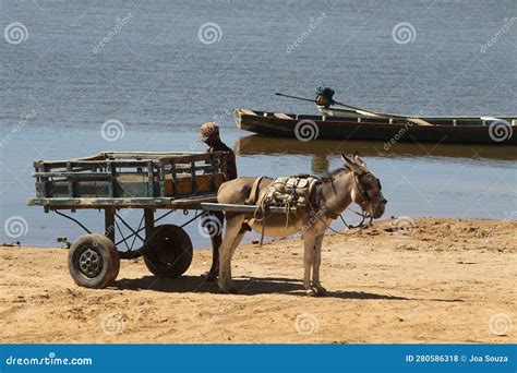Animal-drawn wagon editorial stock photo. Image of transportation ...