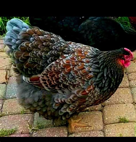 Blue laced gold wyandottes – Artofit