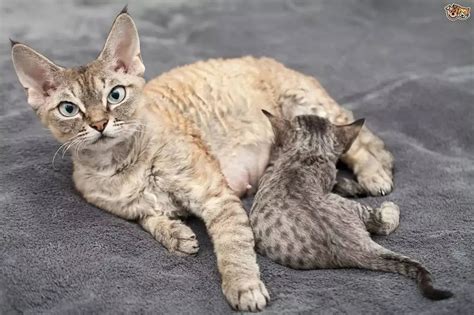 How to Tell if Your Cat is Pregnant - VIVIDMOO