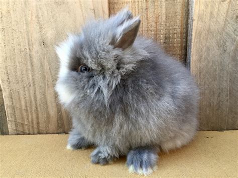 Lionhead rabbit Rabbits For Sale | Hayward, CA #214014