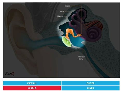 middle and inner part of ear - Brainly.in