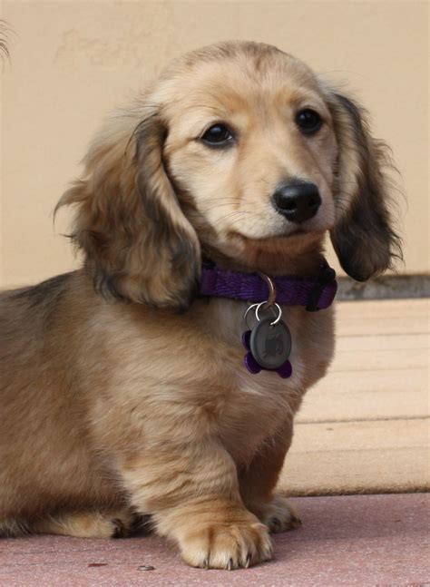 Chloe, longhaired shaded cream miniature dachshund | Dachshund puppy ...