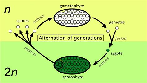 Describe about the Alternation of generation. - Brainly.in
