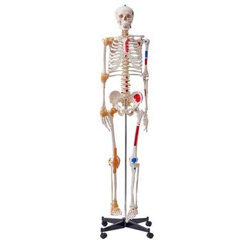 Buy VEVOR71.65" Life Size Human Skeleton Model for Anatomy, Accurate ...