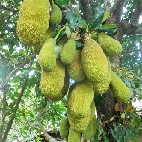 Breadfruit vs Jackfruit - What's the difference? - Global Kitchen Travels