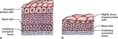 Basic Tissues 的图像结果