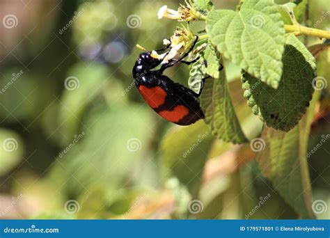 Red-black Beetle on the Flower Stock Image - Image of plant, leaves ...