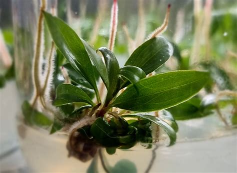 Callus Biotech Pvt.Ltd, Kolhapur, Maharashtra | Tissue Culture Plants ...