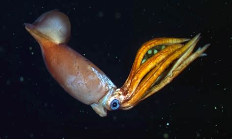 New species of deep-sea squid discovered that broods giant eggs - Earth.com