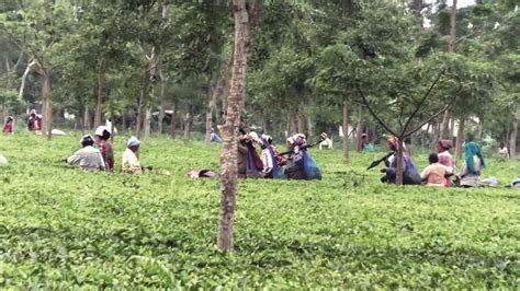 Low production, prices hit North Bengal tea plantations