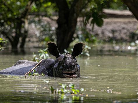 Assam Floods 2020: How Animals Are Struggling To Survive In The Flooded ...
