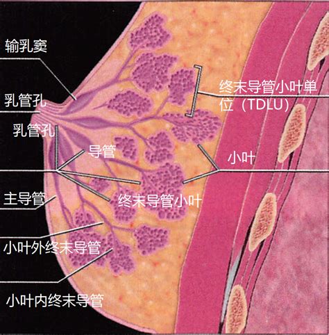 少见的乳腺X线解剖详细标准|解剖|乳腺|临床|-健康界