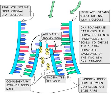 Nucleic Acids: Structure & DNA Replication | Biology for Grade 12