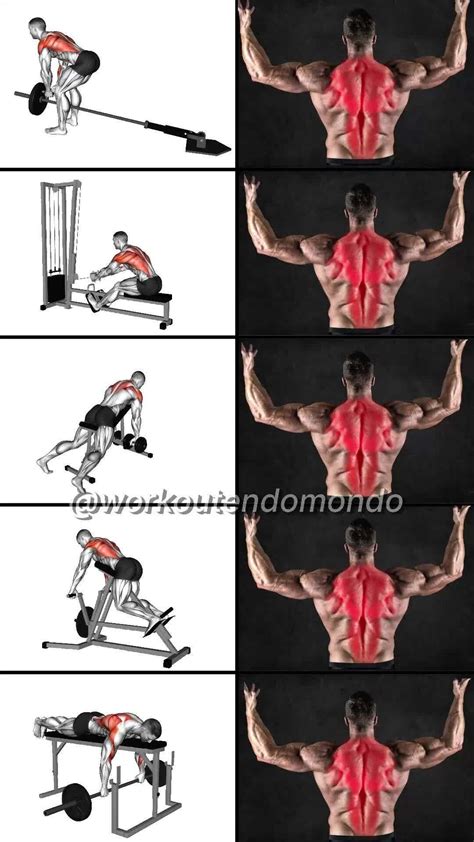 Pin en Musculação - Biomecânica | Entrenamiento espalda, Rutina para espalda, Ejercicios espalda
