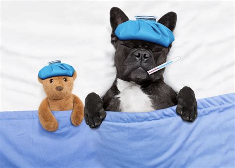 Know the signs - Common dog illnesses - 4paws
