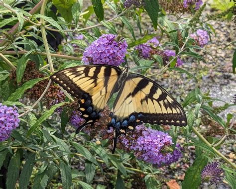 Eastern Swallowtail Butterfly by jmilana on DeviantArt