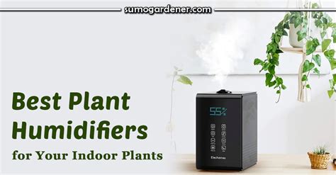 Image result for Mini Plant Humidifiers
