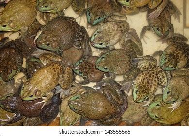 Image result for Frog Splits Stretch Tutorial