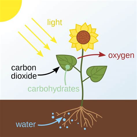 What Do Plants Use As An Energy Source To Drive Photosynthesis at Solomon Gray blog