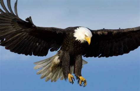 50+ Pakshiyon ke Naam With Images - पक्षियों के नाम