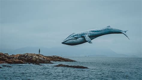 最孤独的鲸鱼_晚安,最孤独的鲸和孤独的你 化身孤岛的鲸_中国排行网