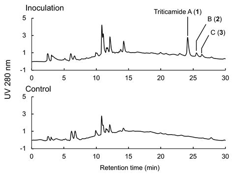 Biosynthesis of Phenylamide Phytoalexins in Pathogen-Infected Barley