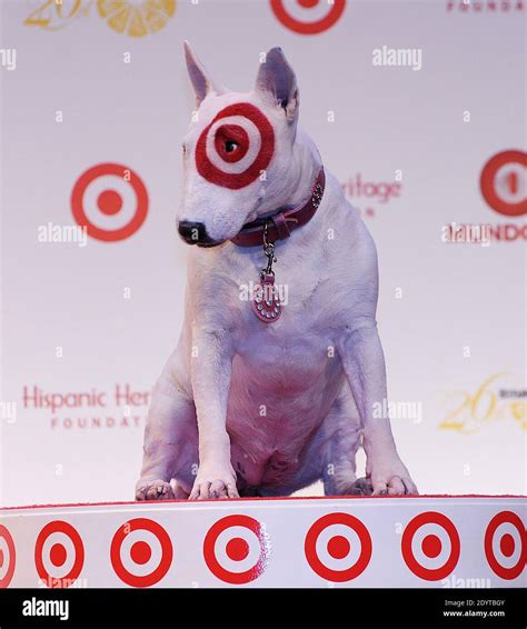 How Do They Paint The Target Dog