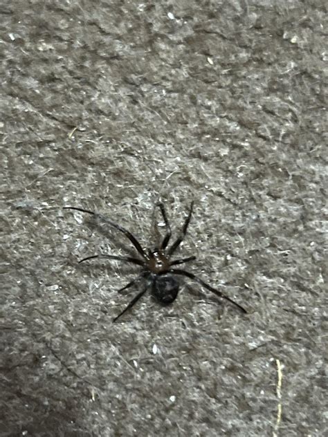 Who’s my roommate? San Diego, CA : r/spiders