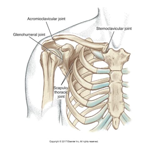 Image result for Shoulder Dysfunction