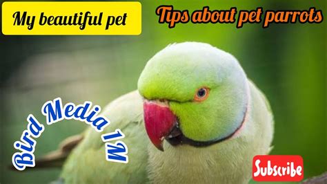 Image result for Parrot Guide