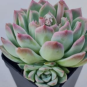 Original Laxmi Kamal Vastu Plant | Sempervivum Live Succulent Plant ...