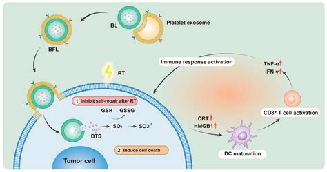 Personalized SO2 Prodrug for pH-Triggered Gas Enhancement in Anti-Tumor ...
