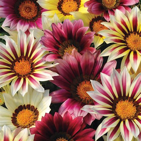 Gazania-Flower Seeds– Exotic Flora